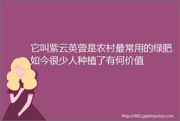 它叫紫云英曾是农村最常用的绿肥如今很少人种植了有何价值