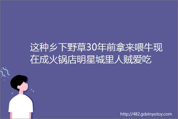 这种乡下野草30年前拿来喂牛现在成火锅店明星城里人贼爱吃